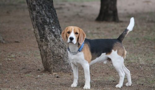 beagle, cachorro