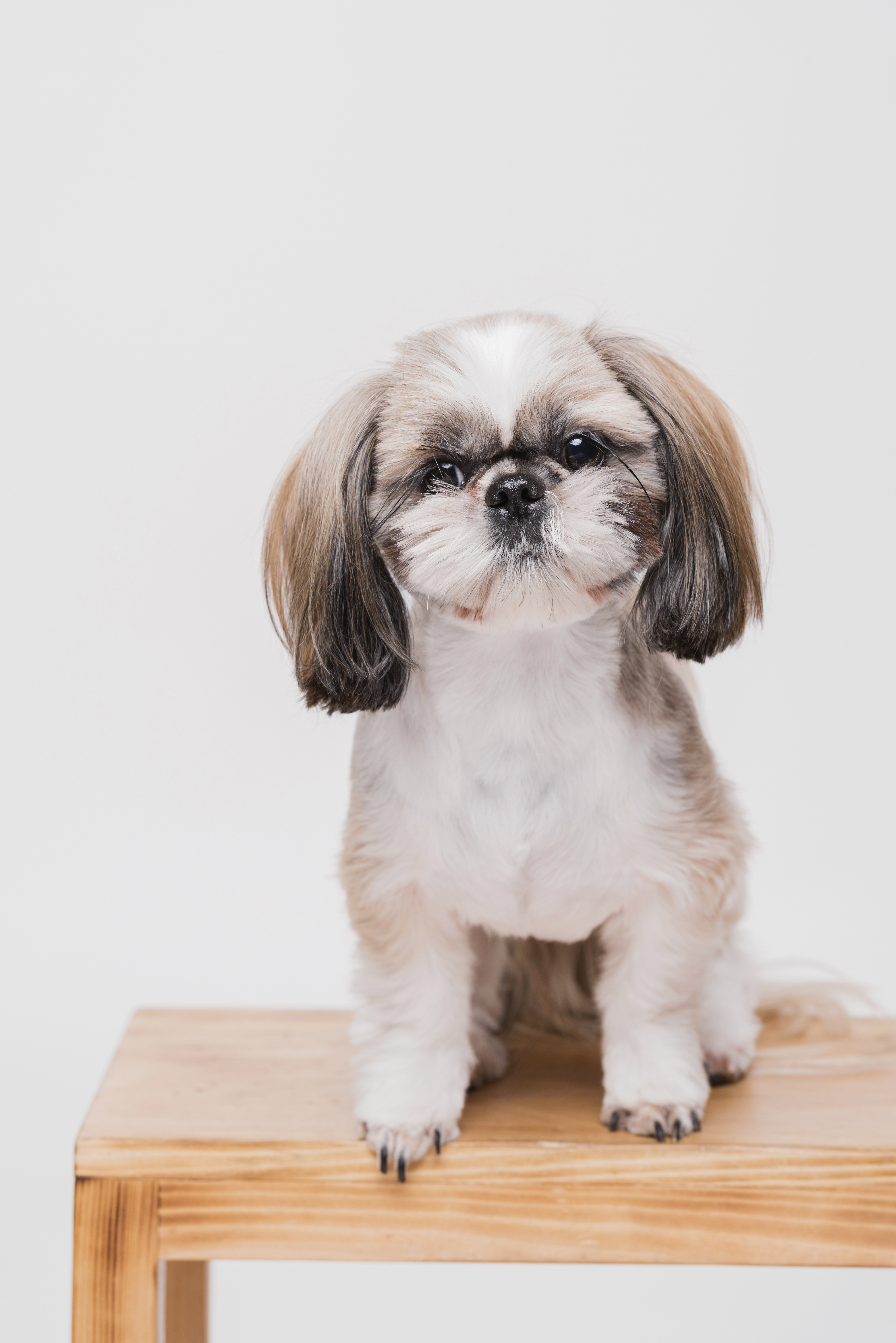 Cachorro Shih Tzu. Foto: Freepik